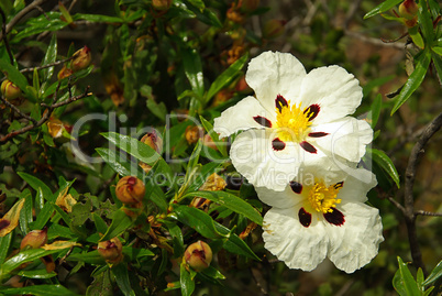 Hibiskus - hibiscus 05