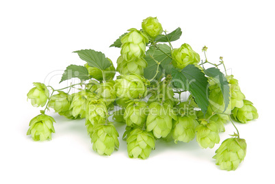 Hopfen - hop 06