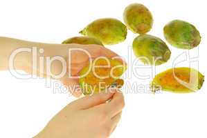 Kaktusfeige - prickly pear 23
