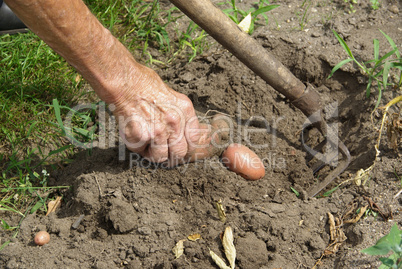 Kartoffeln ernten - potato harvest 02