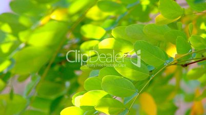 HD Tree branch with green and yellow leaves, slightly moving, closeup