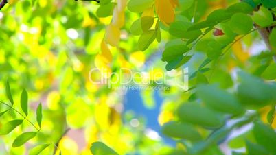HD Tree branch with green and yellow leaves, background defocused, closeup