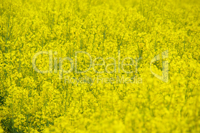 Raps -  Rapeseed 25