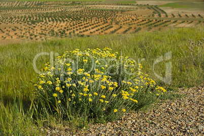 Salbei und Olivenhain - sage and olive grove 01