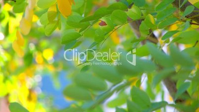 HD Tree branch with green and yellow leaves, slightly moving, closeup