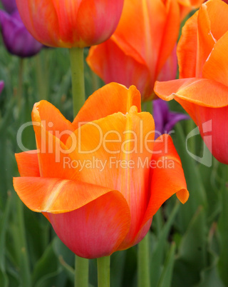 Tulips