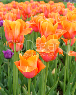 Tulips