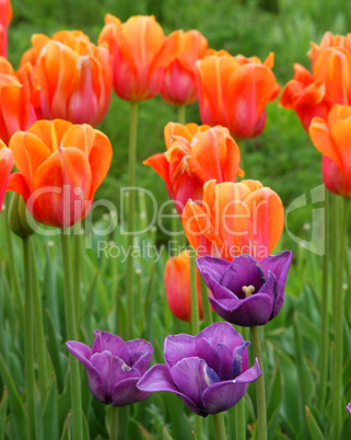 Orange and Purple Tulips