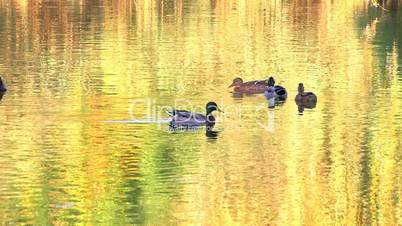 HD Ducks swimming in wonderful colored water