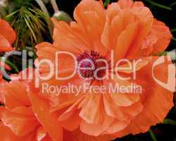 Oriental Poppies