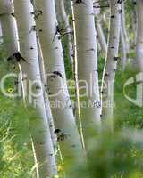 White Aspen Trunks