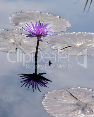 Lavender Waterlily
