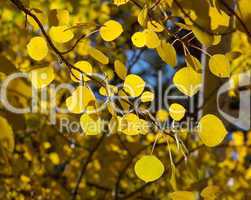Golden Aspen Leaves