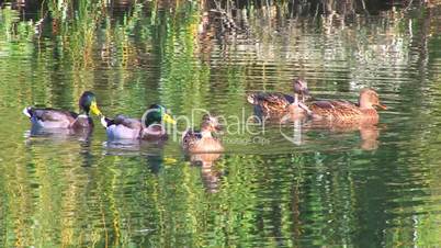 HD Ducks swimming in wonderful colored water