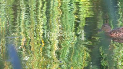 HD Two ducks swimming in rippled water, willow branch foreground