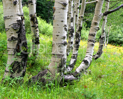 Gnarled Aspen Tree Trunks