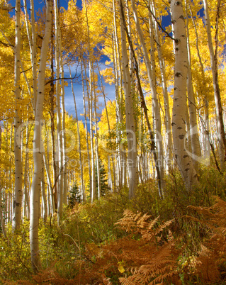 Golden Fall Colors