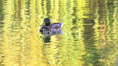 HD Three ducks swimming in rippled water, willow branch foreground