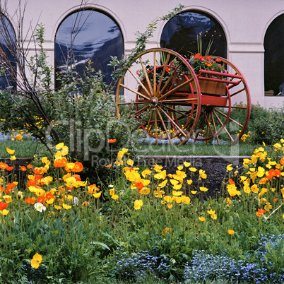 Icelandic Poppies