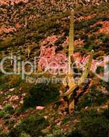 The Dancing Saguaro