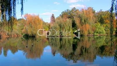 HD Fall foliage reflected in the Lake, willow branch foreground