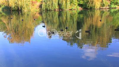 HD Green foliage and sky reflected in the Lake with swimming ducks