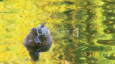 HD Single duck in gold rippled water