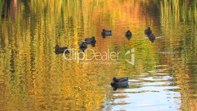 HD Fall foliage reflected in the Lake with swimming ducks