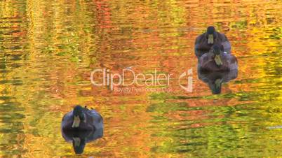 HD Ducks swimming in wonderful colored water at sunset