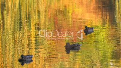 HD Ducks swimming in wonderful colored water at sunset