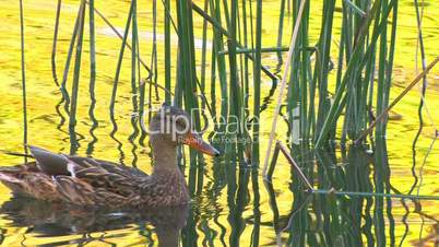 HD Duck swimming in wonderful gold water in reeds, closeup