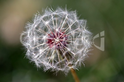 Dandelion Seed Head