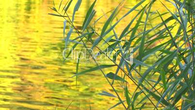 HD Water surface with reeds at sunset, closeup