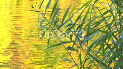 HD Water surface with reeds at sunset, closeup