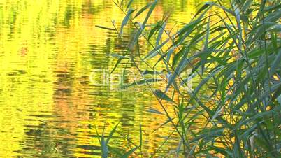 HD Water surface with moving reeds at sunset, closeup