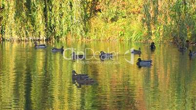 HD Green foliage reflected in the Lake with swimming ducks