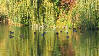 HD Green trees reflected in the Lake with swimming ducks
