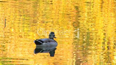 HD Single duck in gold rippled water