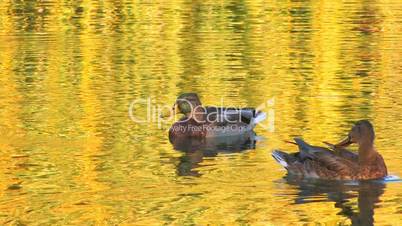 HD Two ducks cleaning feathers in gold rippled water