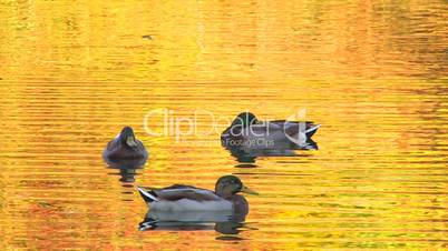 HD Ducks in gold rippled water