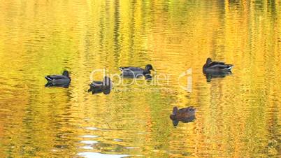 HD Ducks in gold rippled water