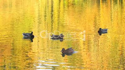 HD Ducks in gold rippled water