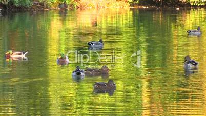 HD Green foliage reflected in the Lake with swimming ducks