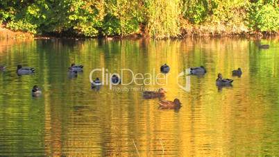 HD Green trees reflected in the Lake with swimming ducks