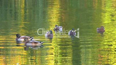 HD Ducks in green rippled water