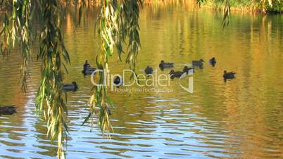 HD Ducks swimming in rippled water, willow branch foreground