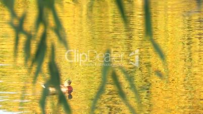 HD Ducks in gold rippled water with willow branch foreground