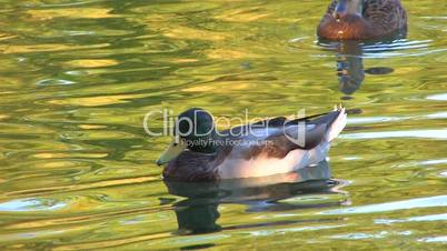 HD Two ducks cleaning feathers in gold rippled water, closeup