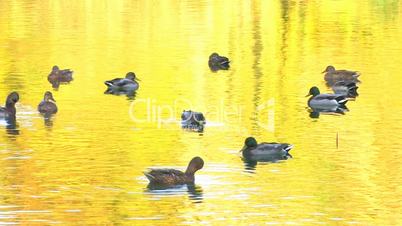 HD Ducks in gold rippled water