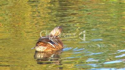 HD Single duck cleaning feathers in rippled water